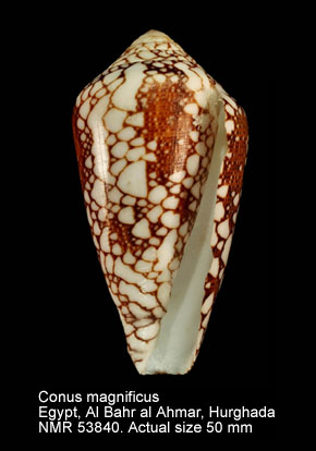 Conus magnificus.jpg - Conus magnificusReeve,1843